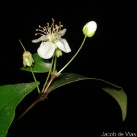 Eugenia uniflora L.